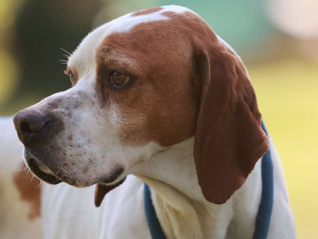 Adotta un cane, taglia media, maschio, Milano