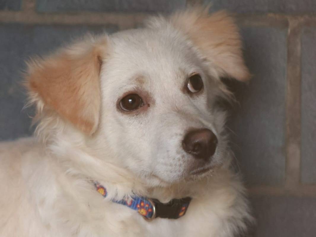 Adozione cane, maschio, Razza sconosciuta Razza sconosciuta, 6 mesi, taglia media contenuta, Milano