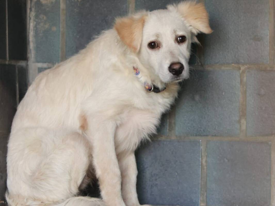 Adotta un cane, maschio, 6 mesi, Milano