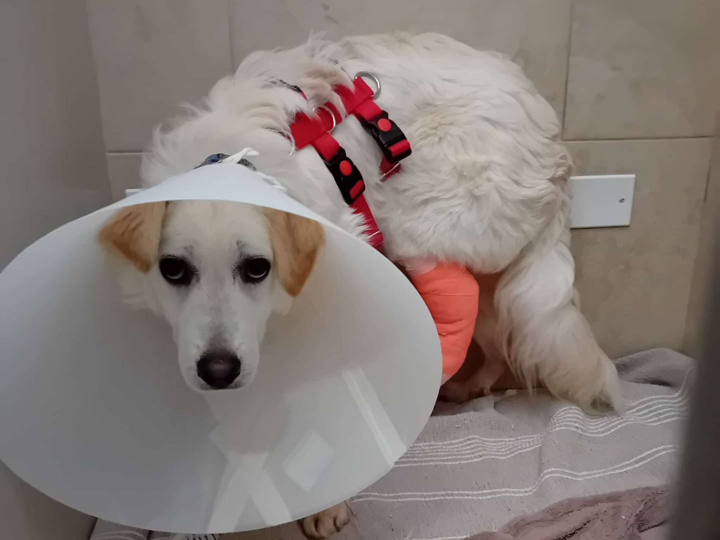 Adotta un cane, taglia media contenuta, maschio, Milano