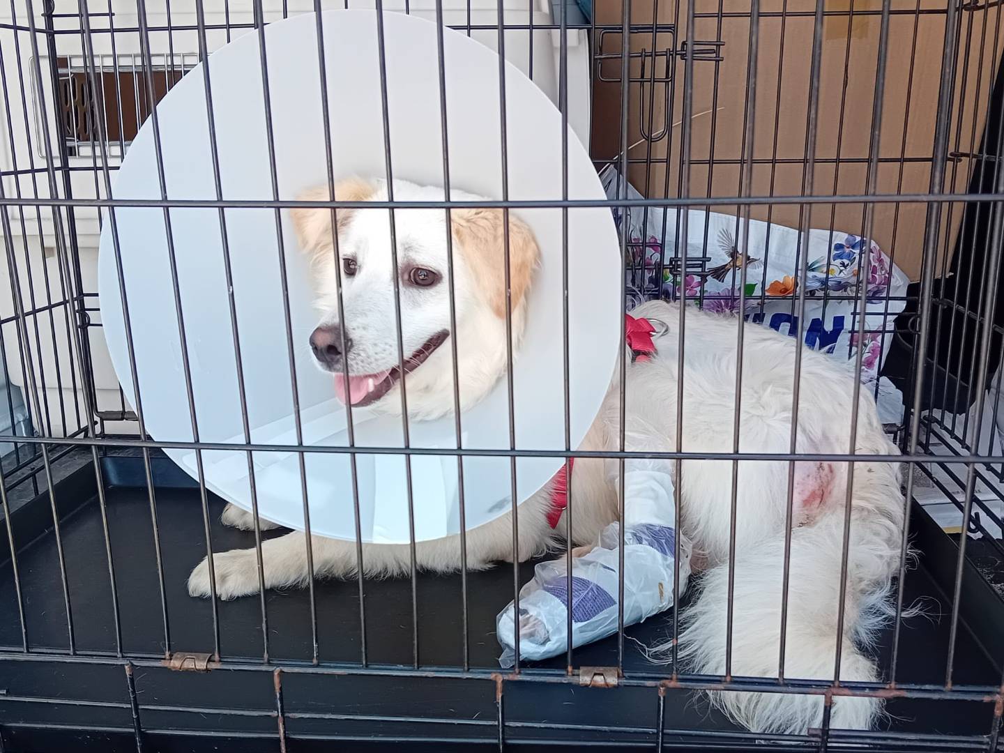 Vuoi adottare un cane a Milano?
