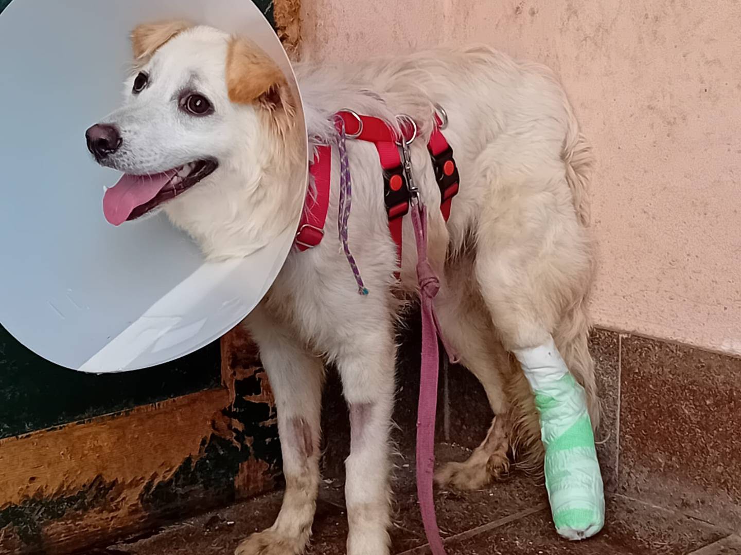 Adotta il cane SALVO a Milano