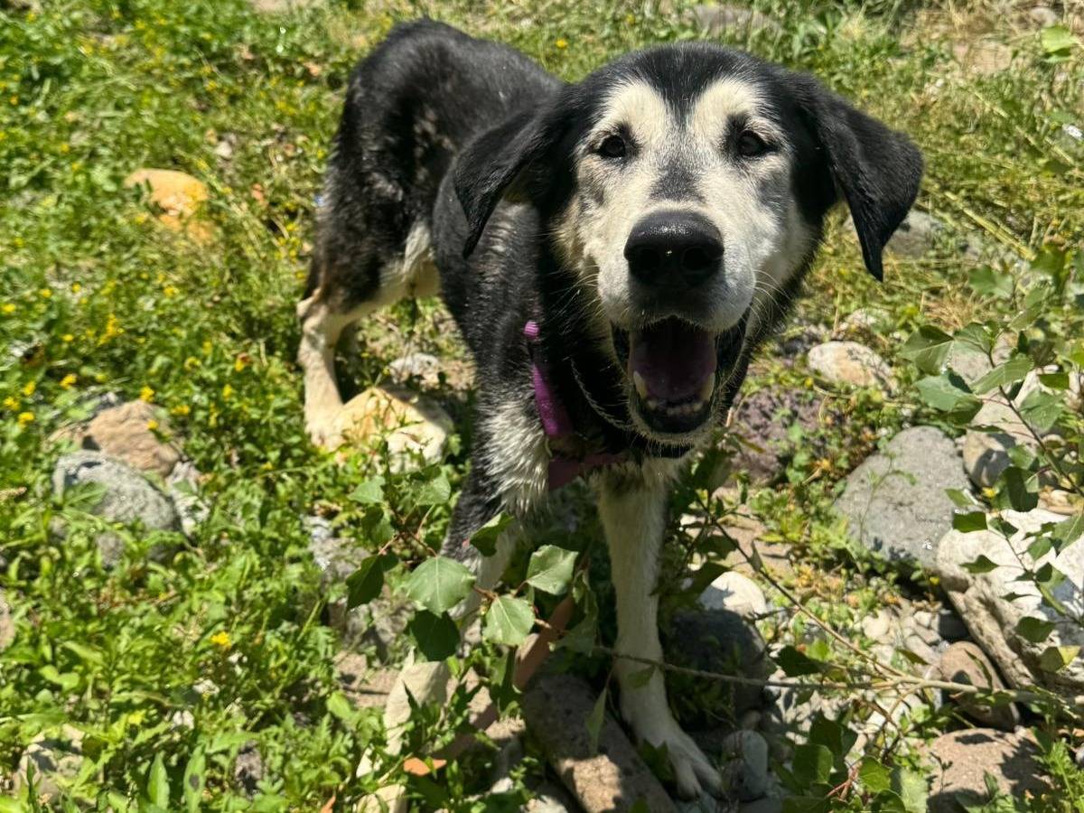 Adozione cane, maschio, Razza sconosciuta Razza sconosciuta, 12 anni, taglia media, Brescia
