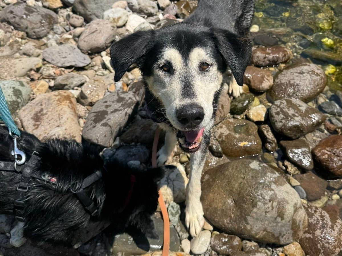 Adotta un cane, maschio, 12 anni, Brescia