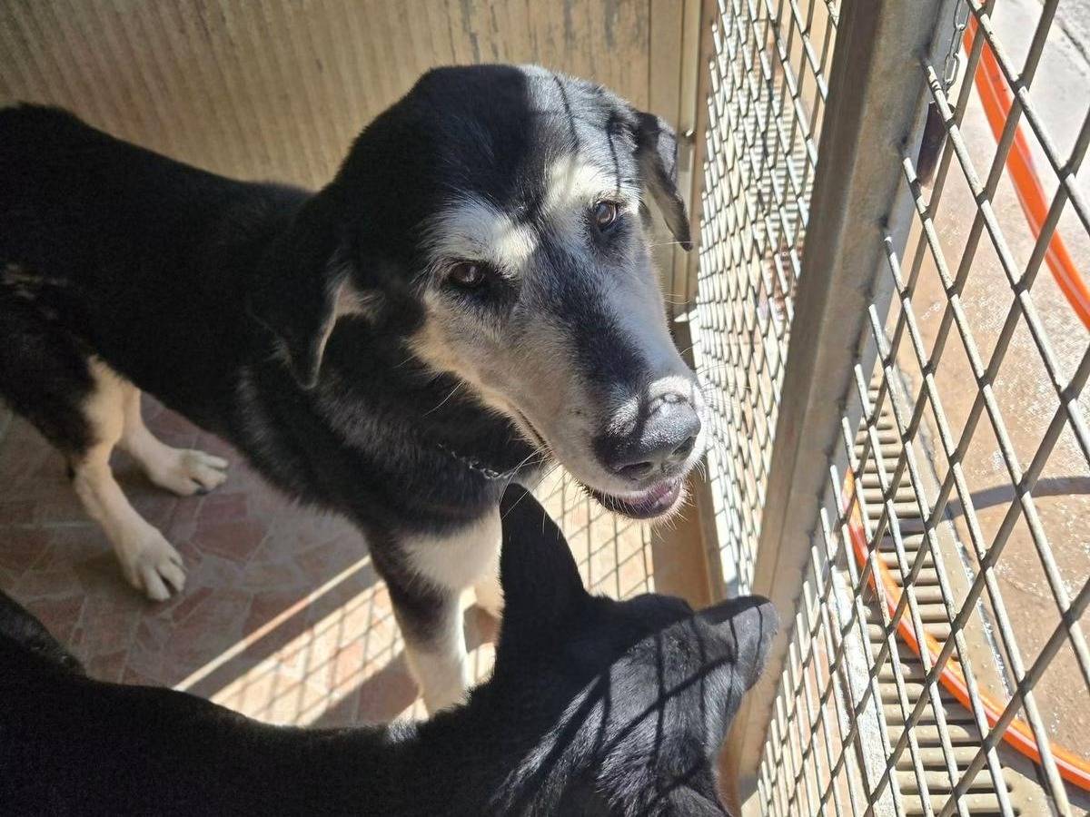 Adotta un cane, taglia media, maschio, Brescia