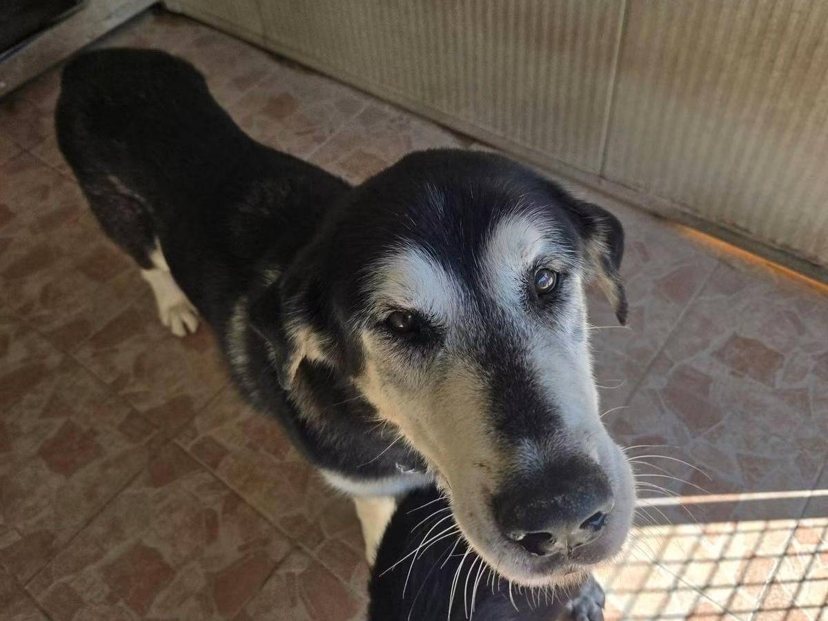 Vuoi adottare un cane a Brescia?
