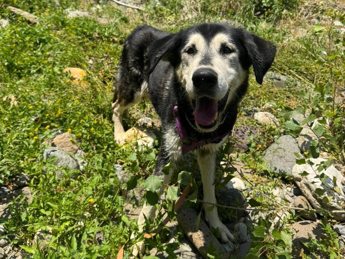 Adotta il cane KING a Brescia