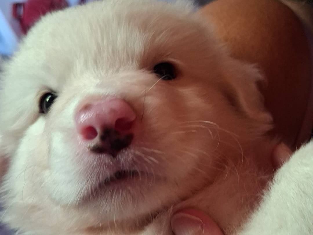 Adozione cane, maschio, Pastore maremmano Razza sconosciuta, 1 mese, taglia grande, Latina