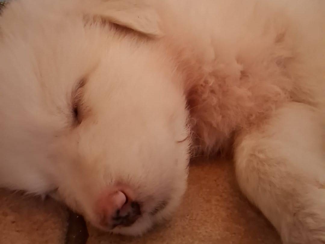 Adotta un cane, maschio, 1 mese, Latina