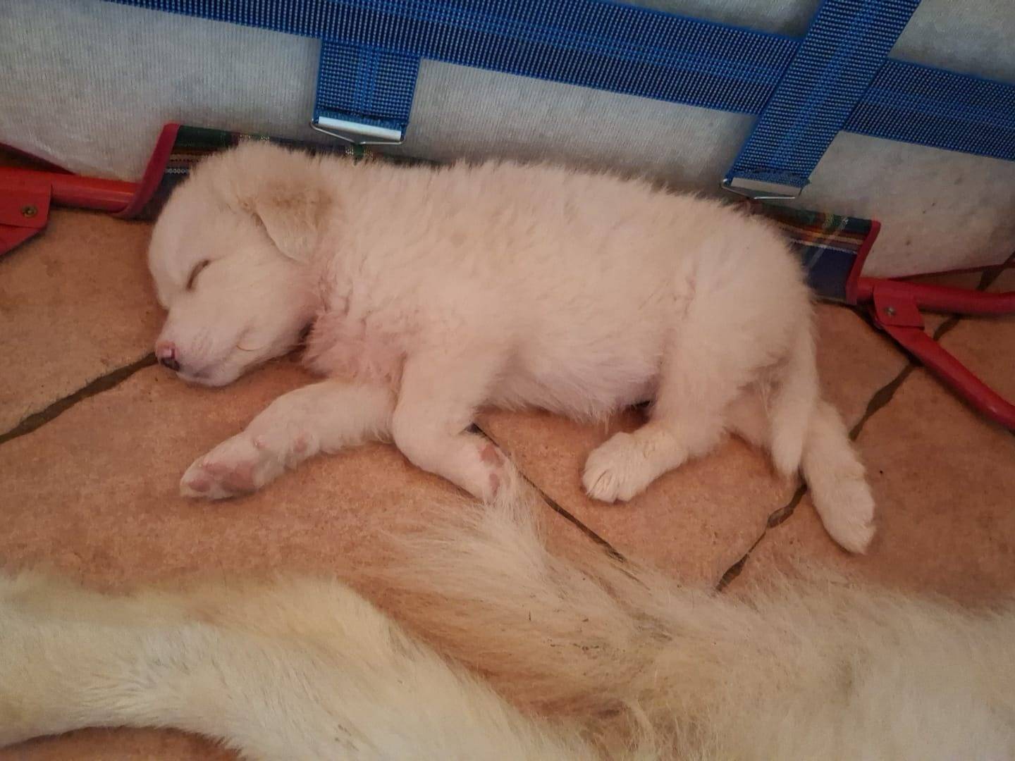 Adotta un cane, taglia grande, maschio, Latina