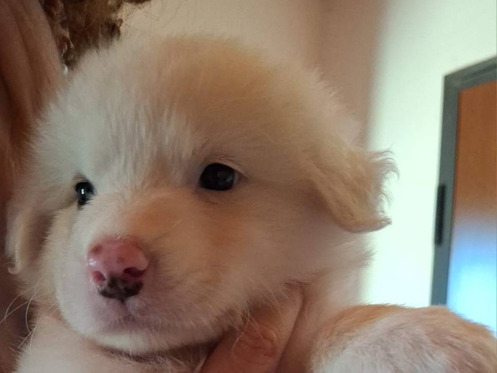 Vuoi adottare un cane a Latina?