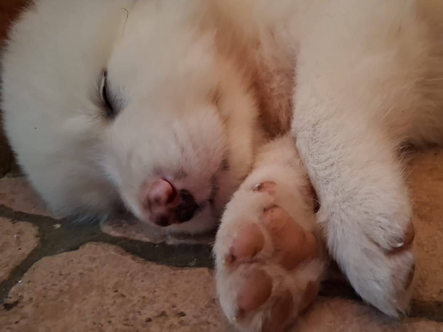 Adotta il cane Paperino e topolino a Latina