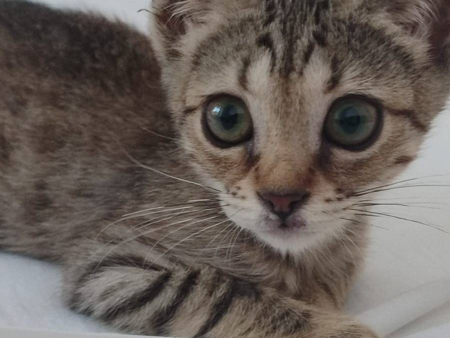 Adozione gatto, femmina, Razza sconosciuta American Curl, 2 mesi, taglia non valida, Catania