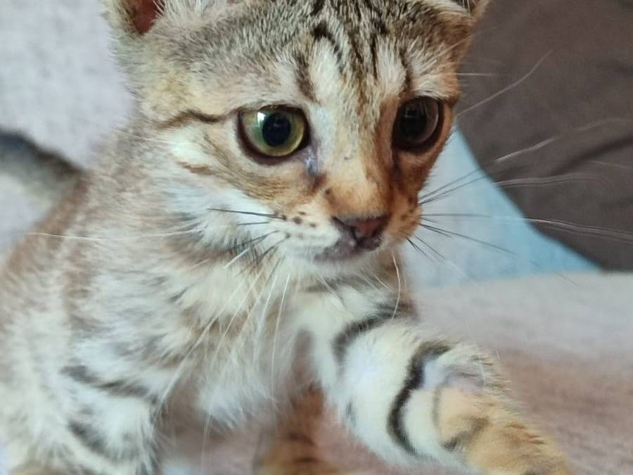 Adotta un gatto, femmina, 2 mesi, Catania