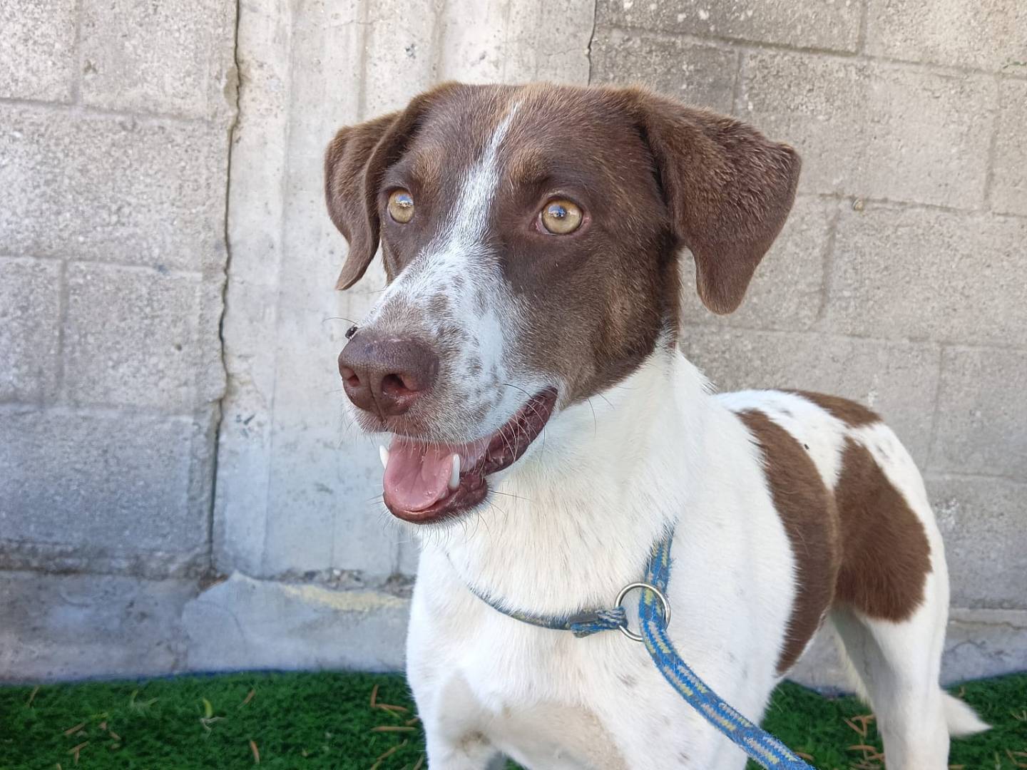 Adozione cane, femmina, Razza sconosciuta Razza sconosciuta, 5 anni e 2 mesi, taglia media, Crotone