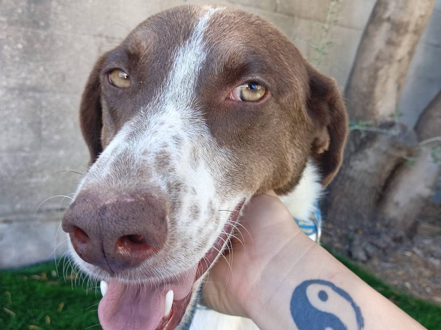 Adotta un cane, femmina, 5 anni e 2 mesi, Crotone