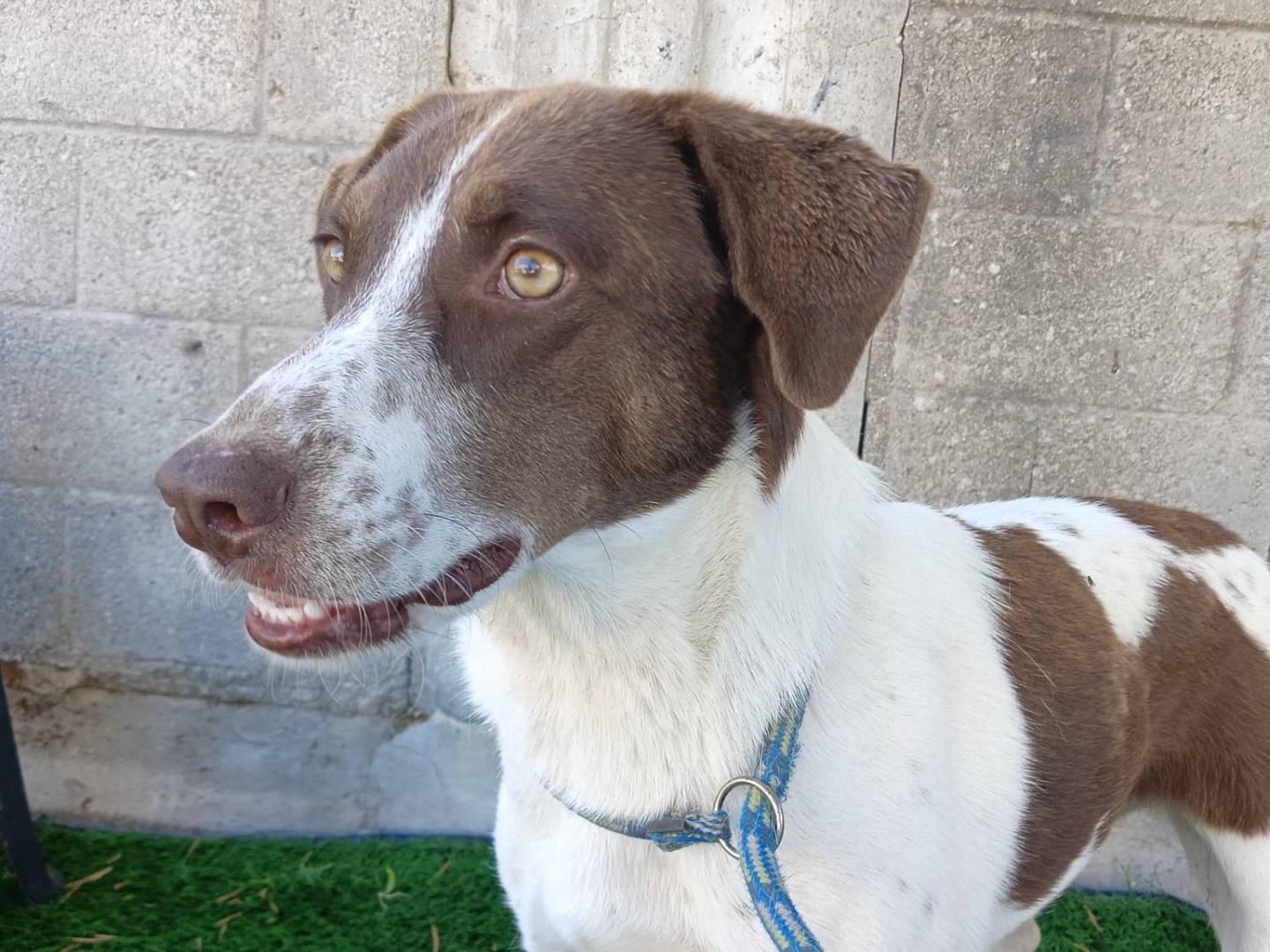 Adotta un cane, taglia media, femmina, Crotone