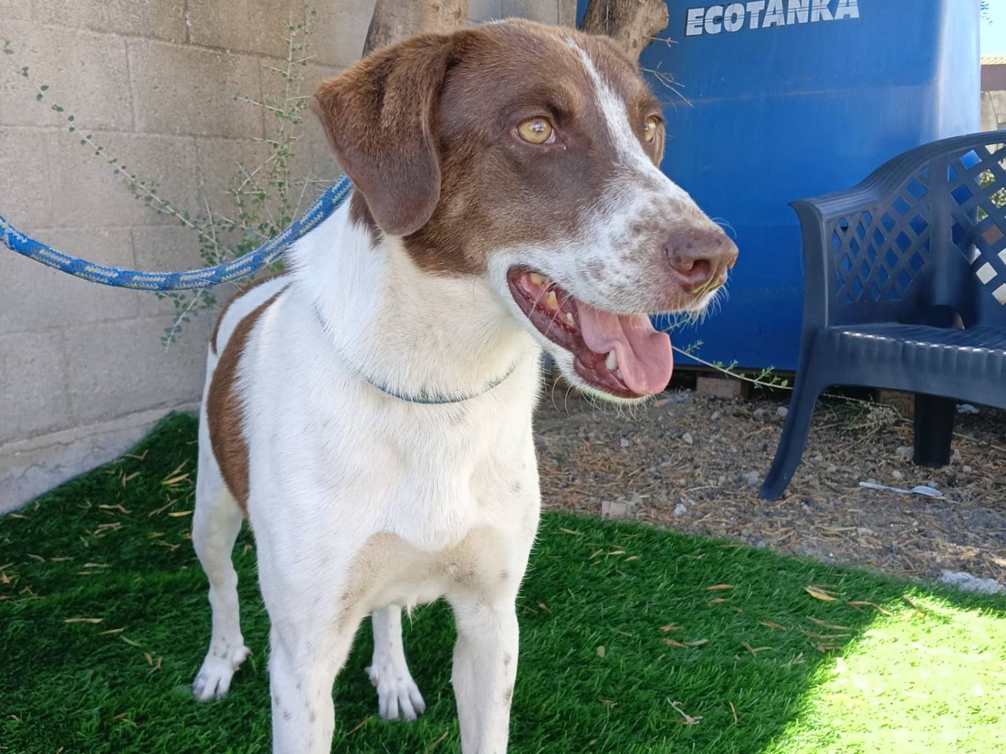 Vuoi adottare un cane a Crotone?
