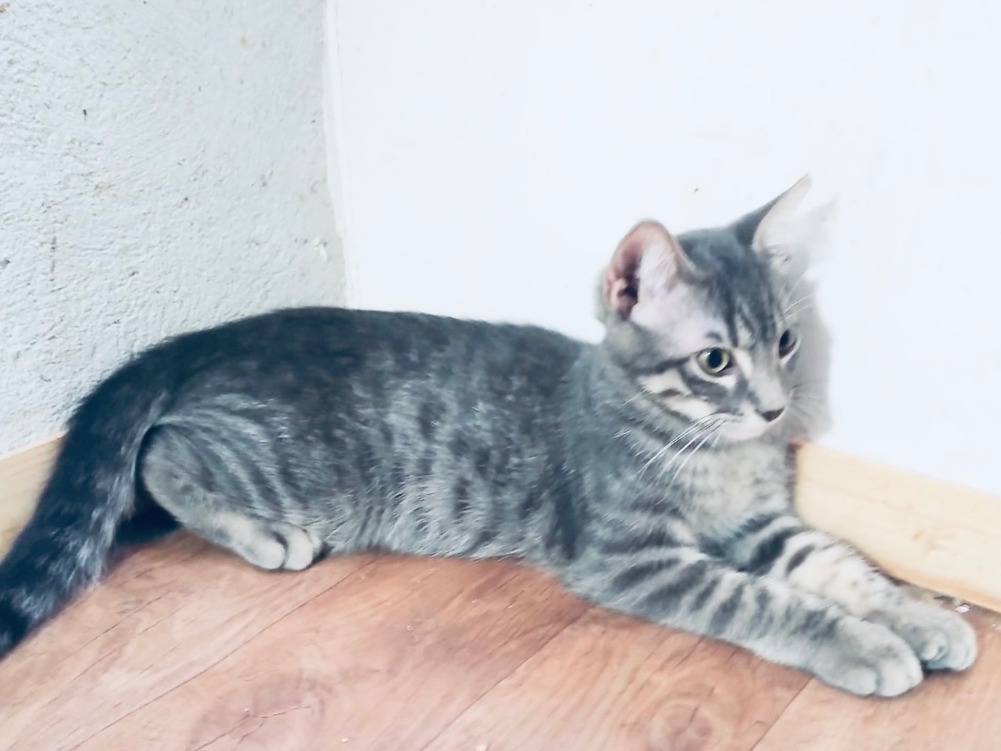Adotta un gatto, maschio, 3 mesi, Roma