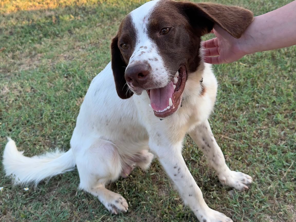 Adozione cane, maschio, Razza sconosciuta Razza sconosciuta, 9 mesi, taglia media, Frosinone