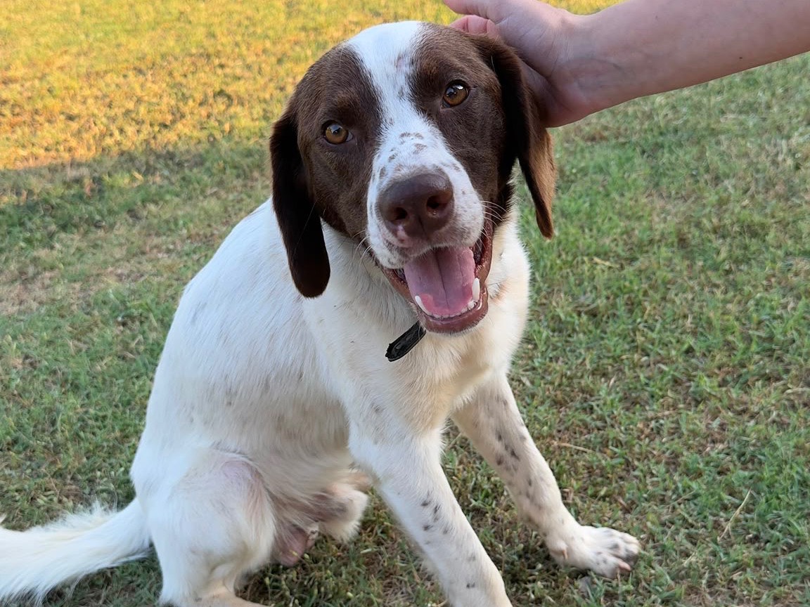 Vuoi adottare un cane a Frosinone?