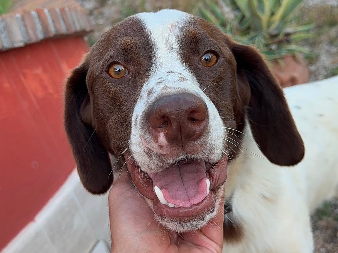 Adotta un cane, maschio, 9 mesi, Frosinone