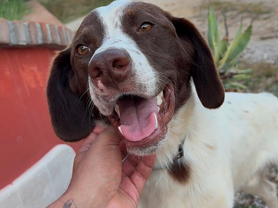 Adotta un cane, taglia media, maschio, Frosinone