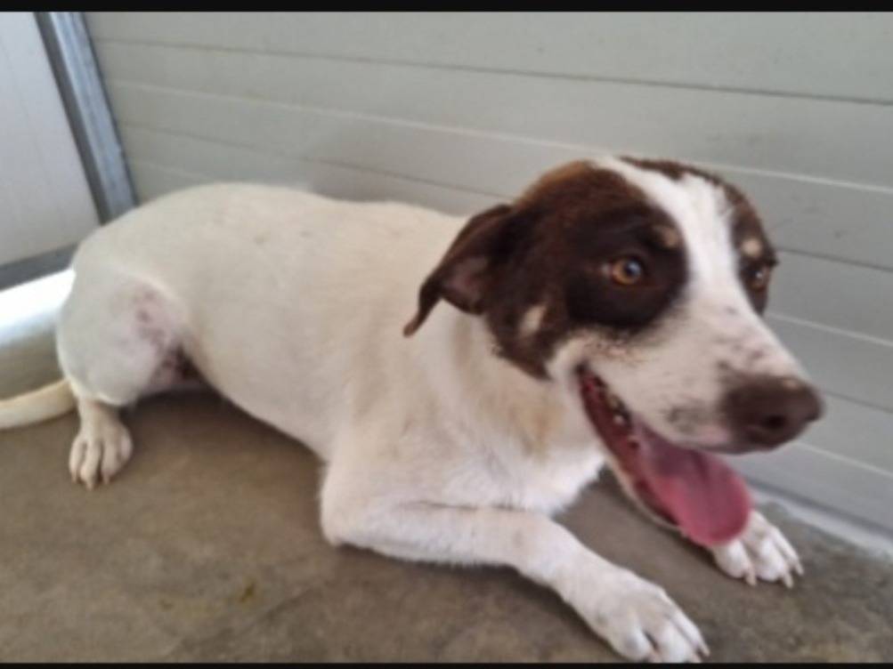 Adozione cane, maschio, Razza sconosciuta Razza sconosciuta, 2 anni e 10 mesi, taglia media contenuta, Cosenza