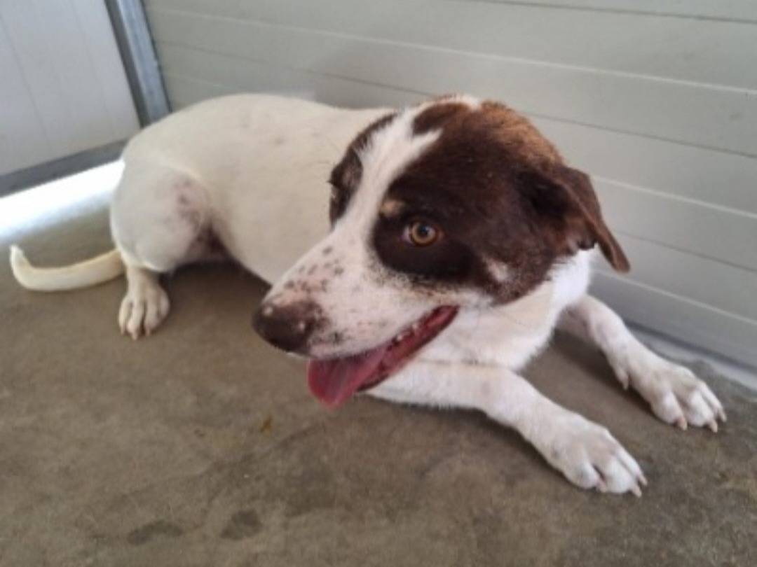 Adotta un cane, maschio, 2 anni e 10 mesi, Cosenza