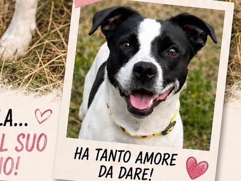 Adotta un cane, femmina, 9 mesi, Frosinone