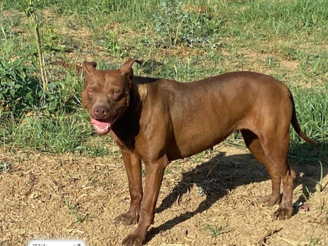 Adozione cane, femmina, Pitbull Razza sconosciuta, 2 anni e 4 mesi, taglia media, Cosenza