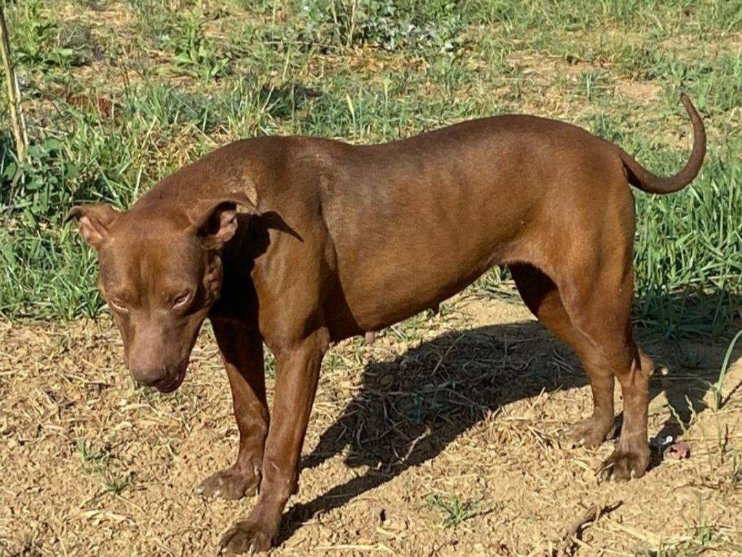 Adotta un cane, femmina, 2 anni e 4 mesi, Cosenza