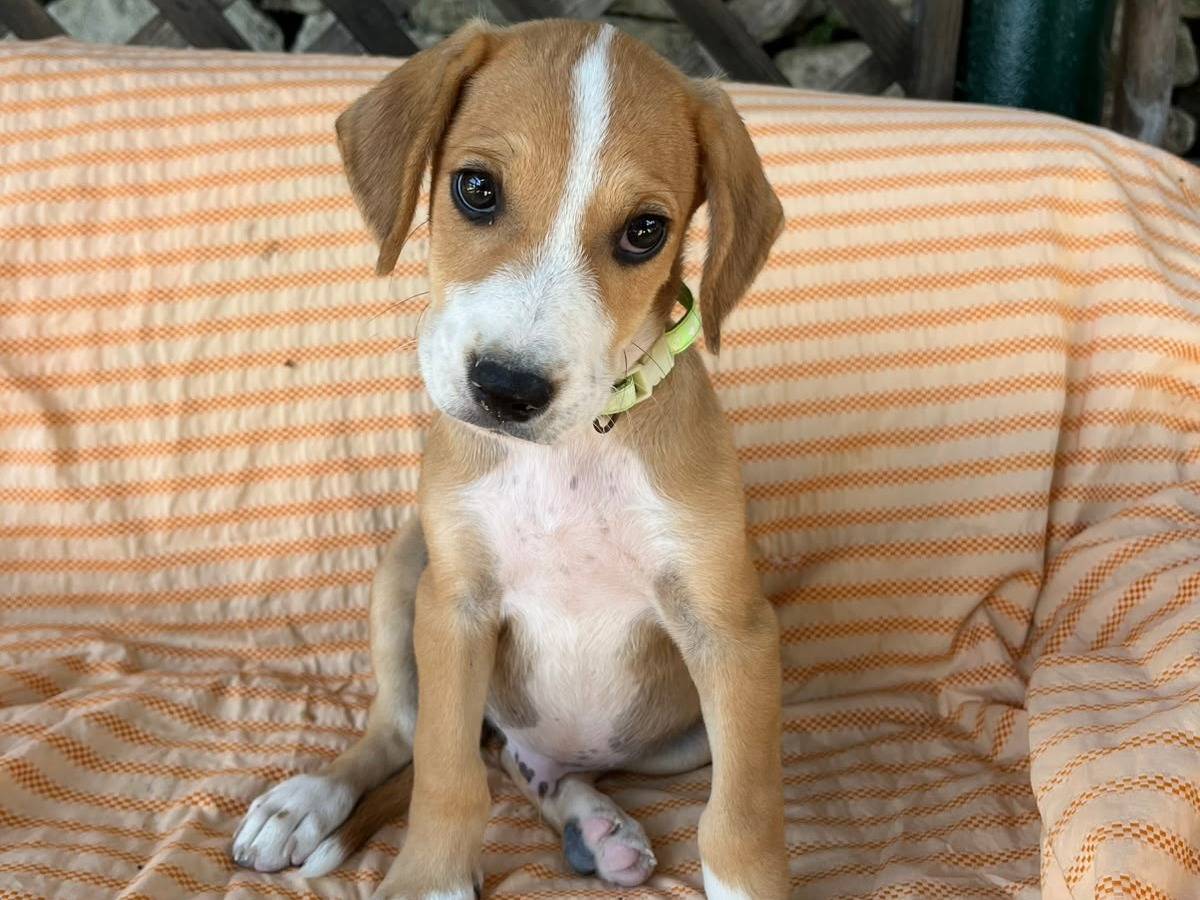 Adozione cane, maschio, Razza sconosciuta Razza sconosciuta, 2 mesi, taglia media, Siracusa
