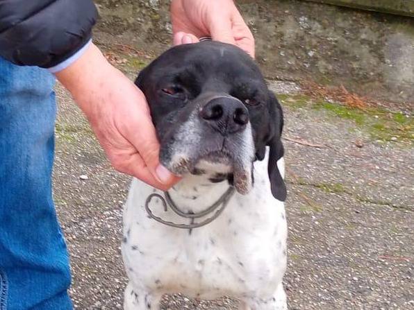 Adotta il cane ROI a Ancona