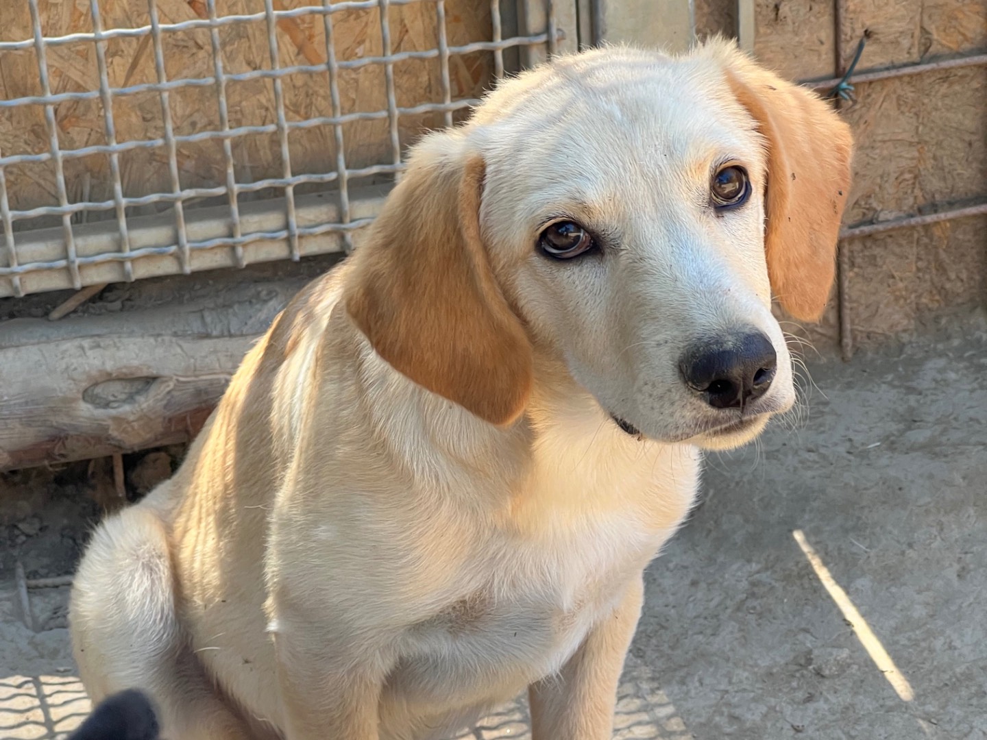 Adozione cane, maschio, Labrador Retriever Razza sconosciuta, 4 mesi, taglia media, Roma