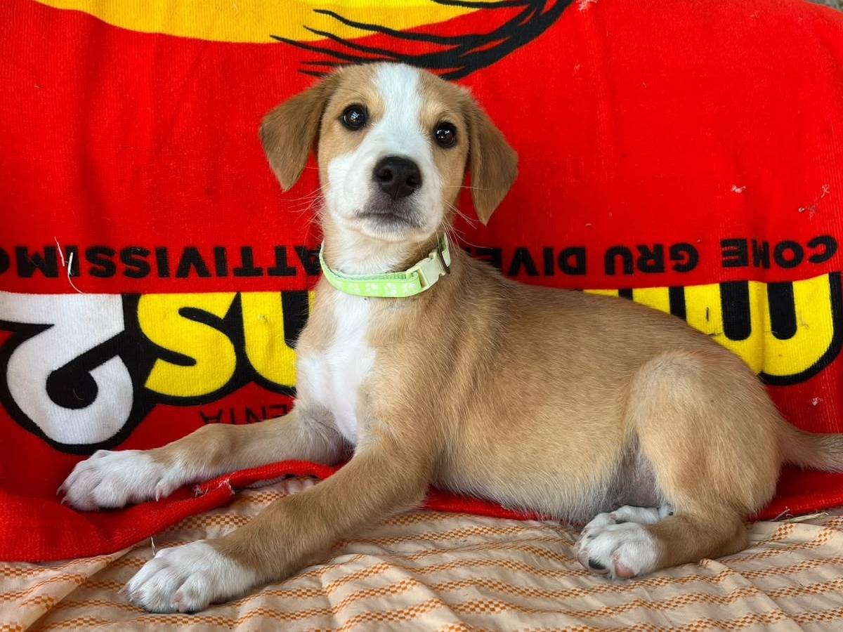 Adozione cane, maschio, Razza sconosciuta Razza sconosciuta, 2 mesi, taglia media, Siracusa
