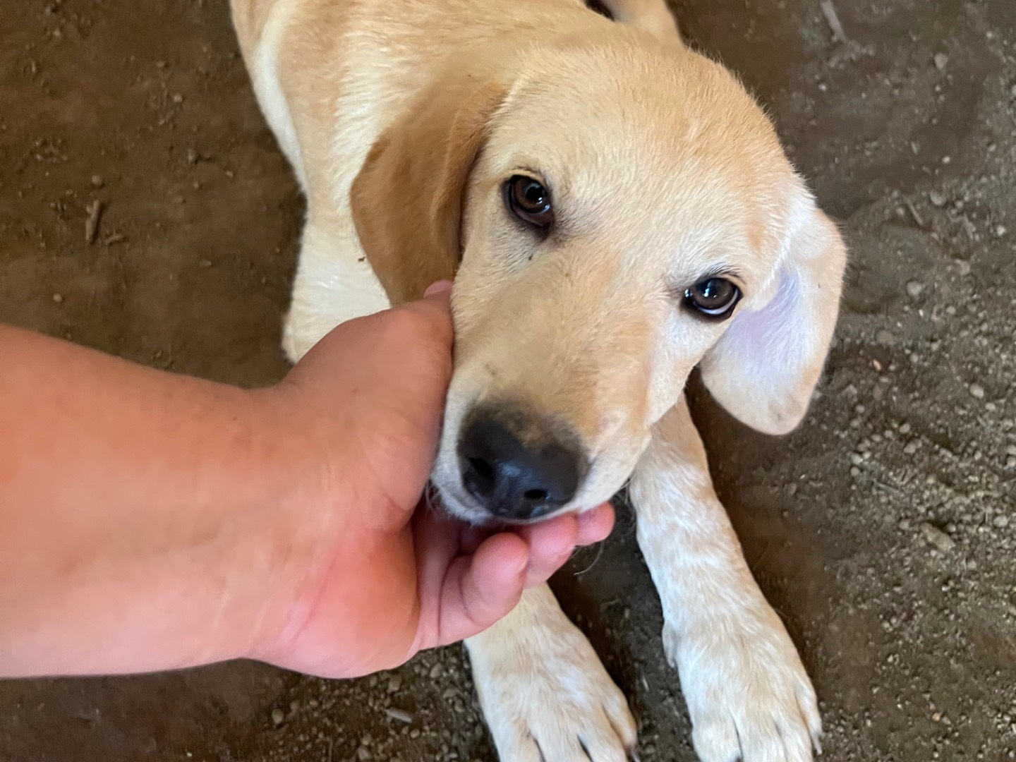 Adotta un cane, maschio, 4 mesi, Roma