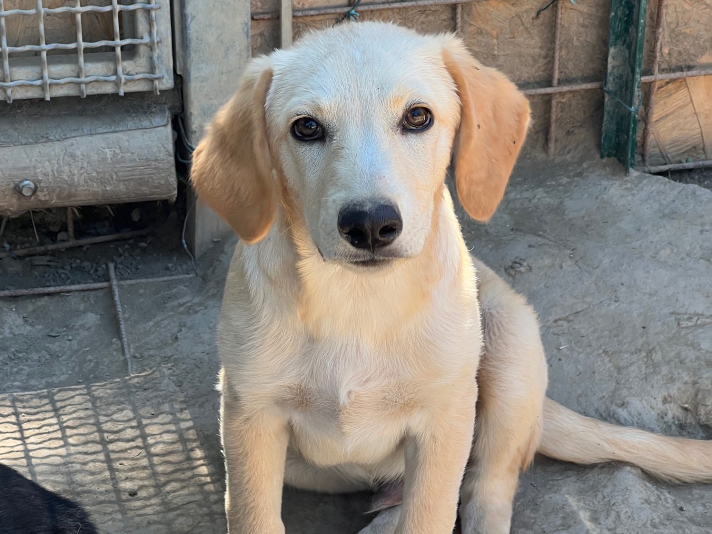 Adotta un cane, taglia media, maschio, Roma
