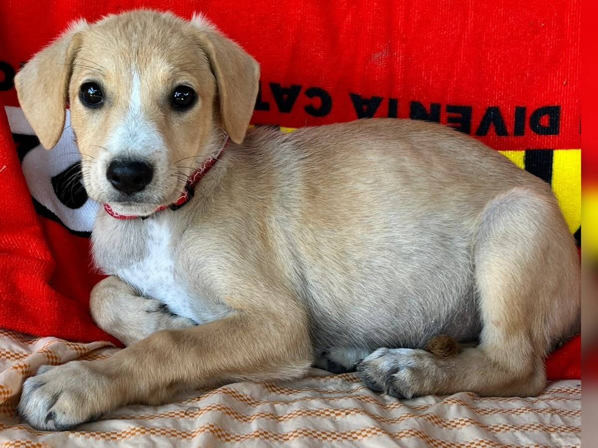Adozione cane, femmina, Razza sconosciuta Razza sconosciuta, 2 mesi, taglia media, Siracusa