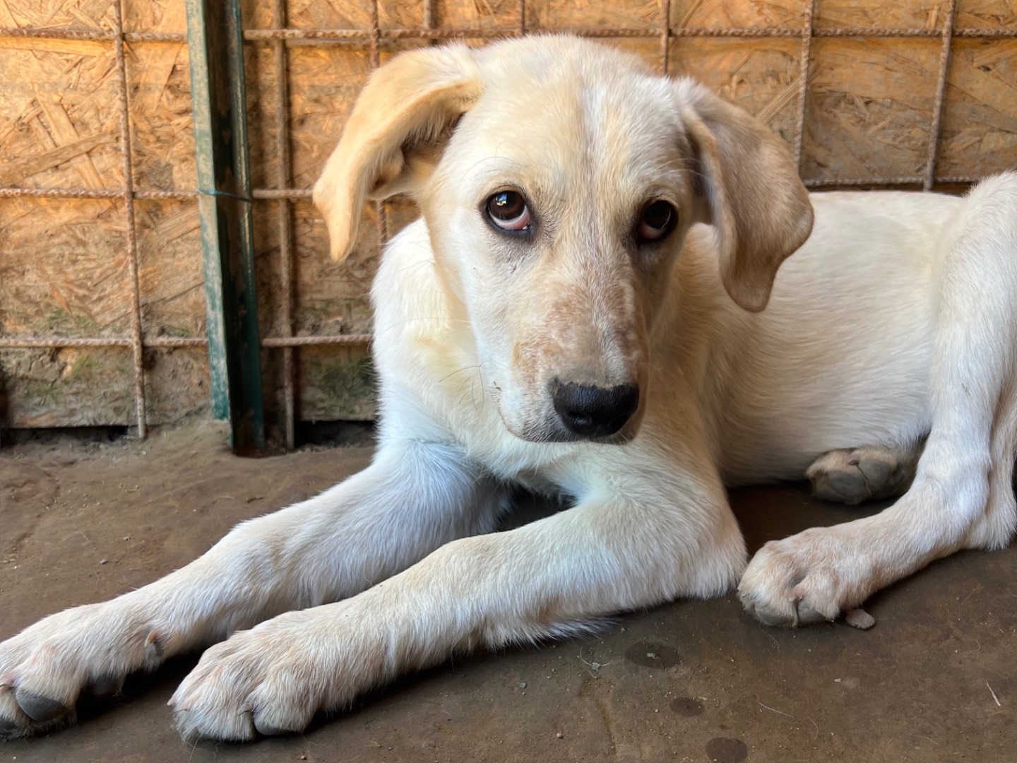 Adotta un cane, taglia media, femmina, Roma