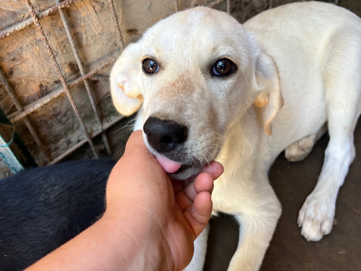 Adotta un cane, femmina, 4 mesi, Roma