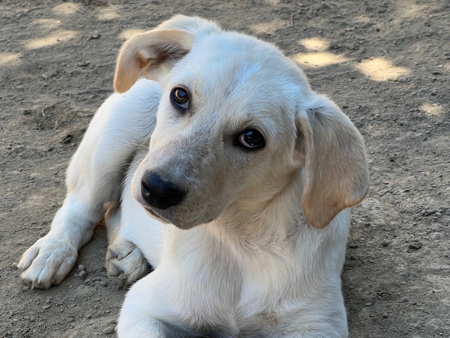 Vuoi adottare un cane a Roma?
