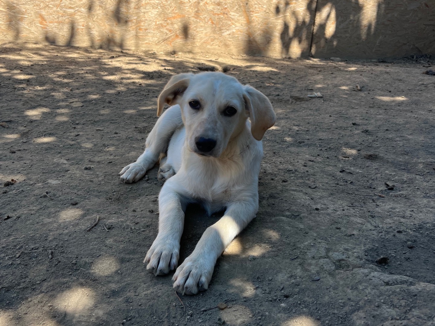 Adotta il cane Bianca a Roma
