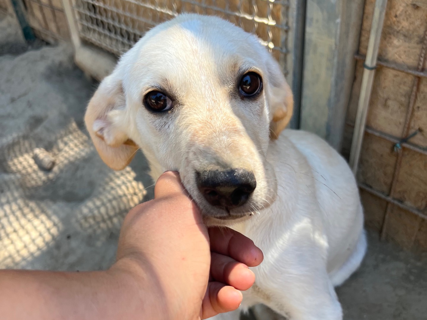 Adozione cane, femmina, Labrador Retriever Razza sconosciuta, 4 mesi, taglia media, Roma