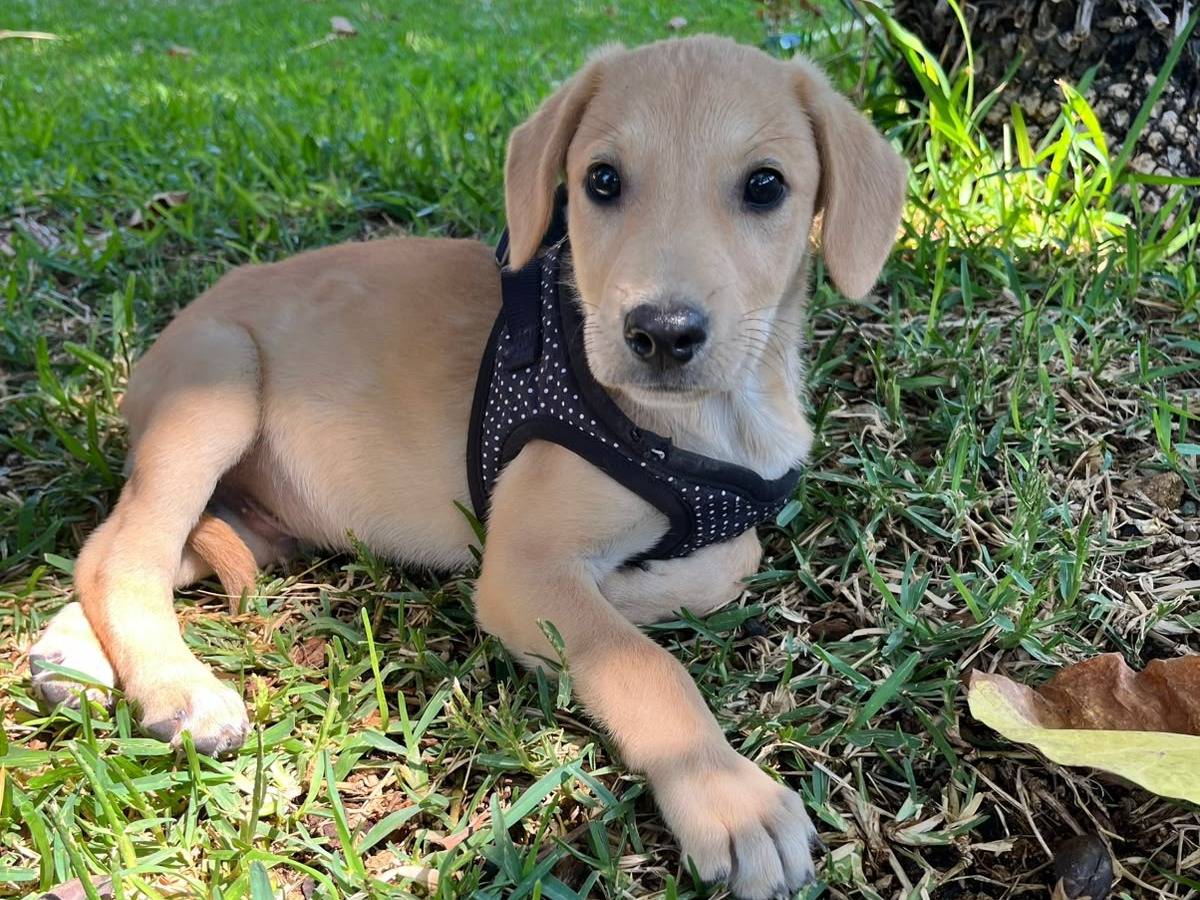 Adozione cane, maschio, Razza sconosciuta Razza sconosciuta, 2 mesi, taglia media, Siracusa