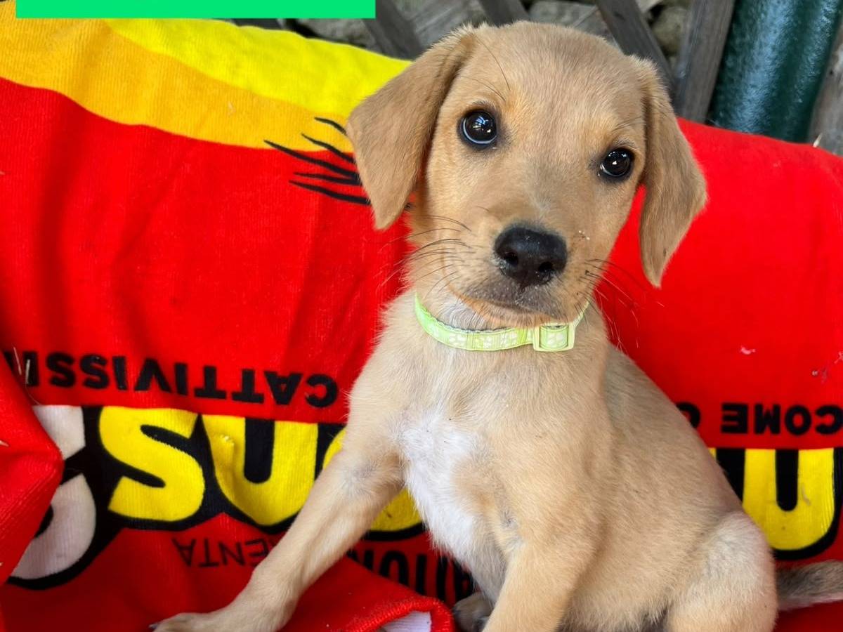 Adozione cane, maschio, Razza sconosciuta Razza sconosciuta, 2 mesi, taglia media, Siracusa