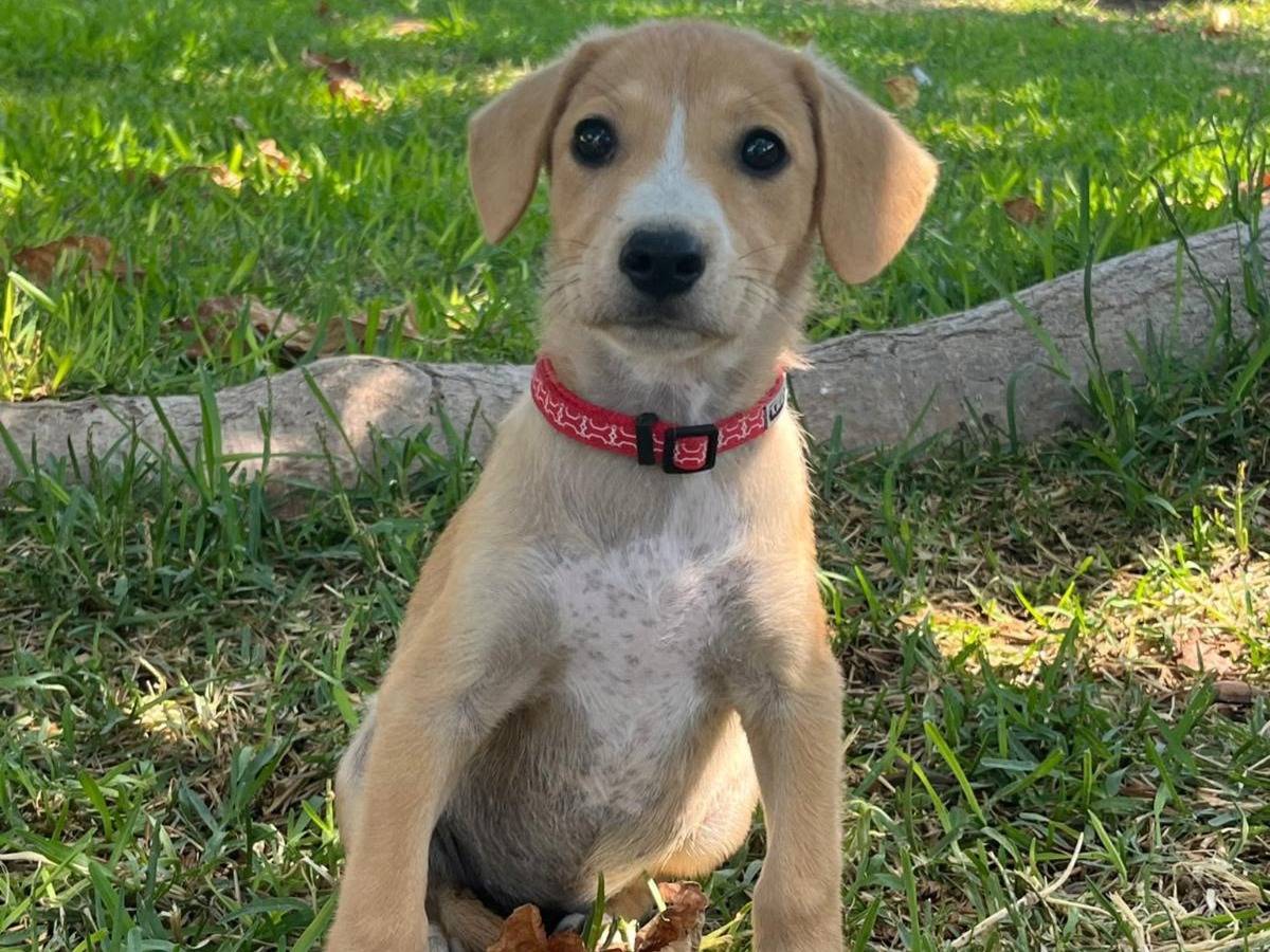 Adozione cane, femmina, Razza sconosciuta Razza sconosciuta, 2 mesi, taglia media, Siracusa