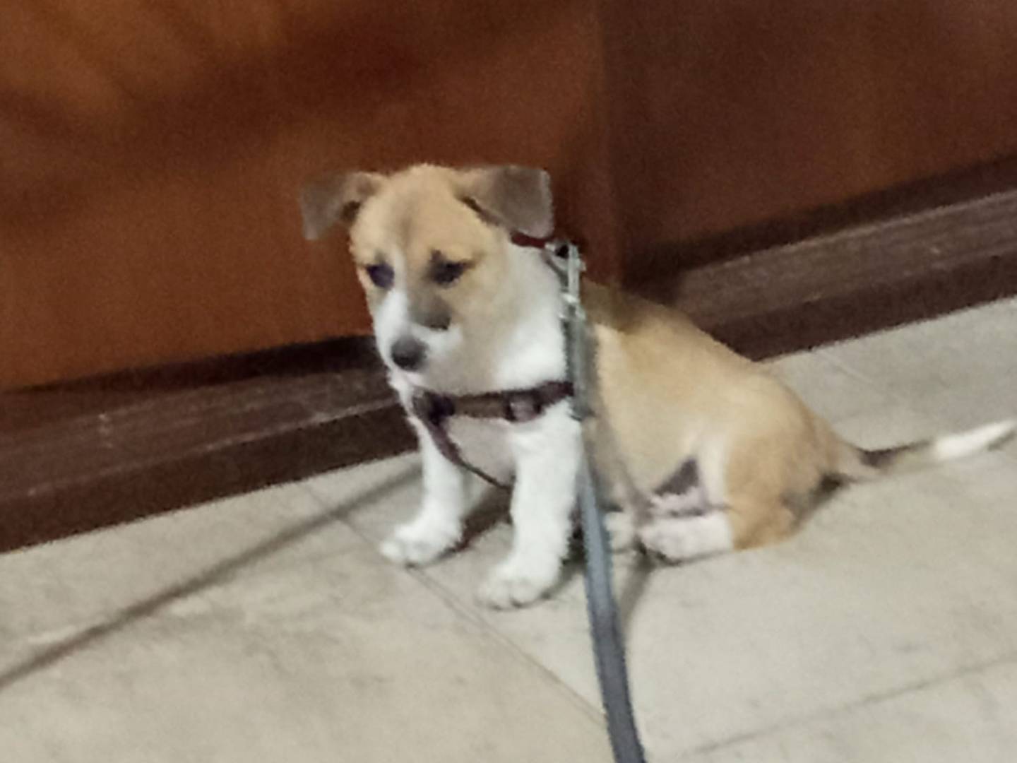Adozione cane, femmina, Razza sconosciuta Razza sconosciuta, 3 mesi, taglia piccola, Avellino