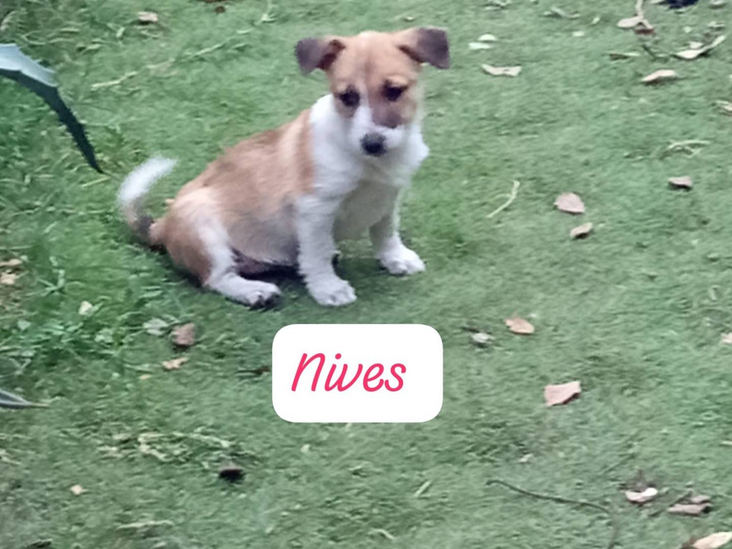 Adotta un cane, femmina, 3 mesi, Avellino