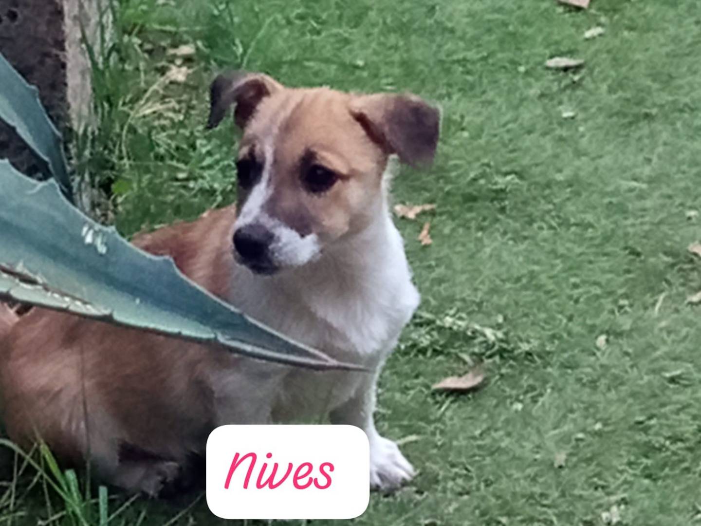 Adotta un cane, taglia piccola, femmina, Avellino